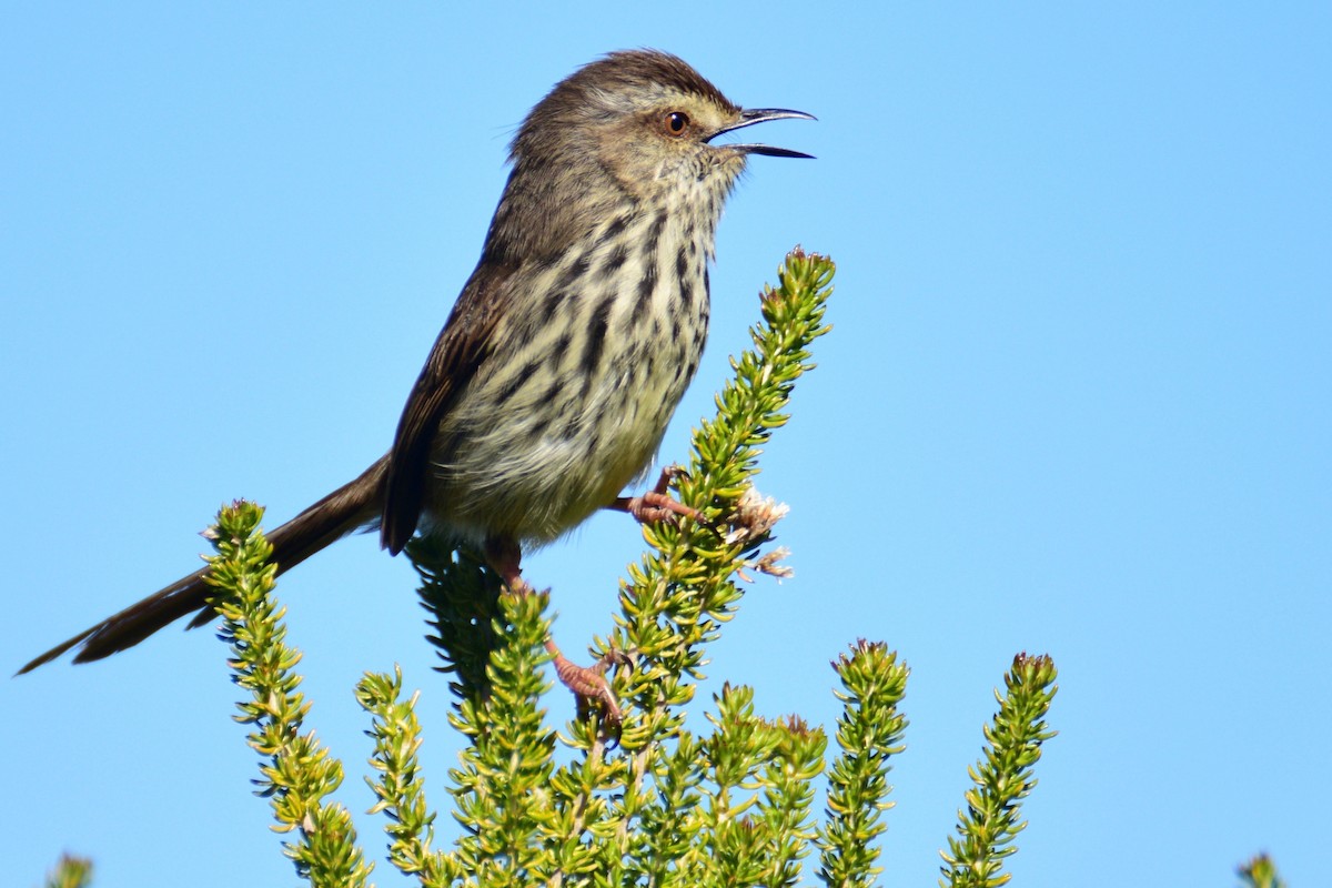 Karoo Prinia - Ben  Lucking