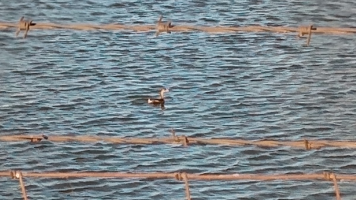 Pied-billed Grebe - ML191426631