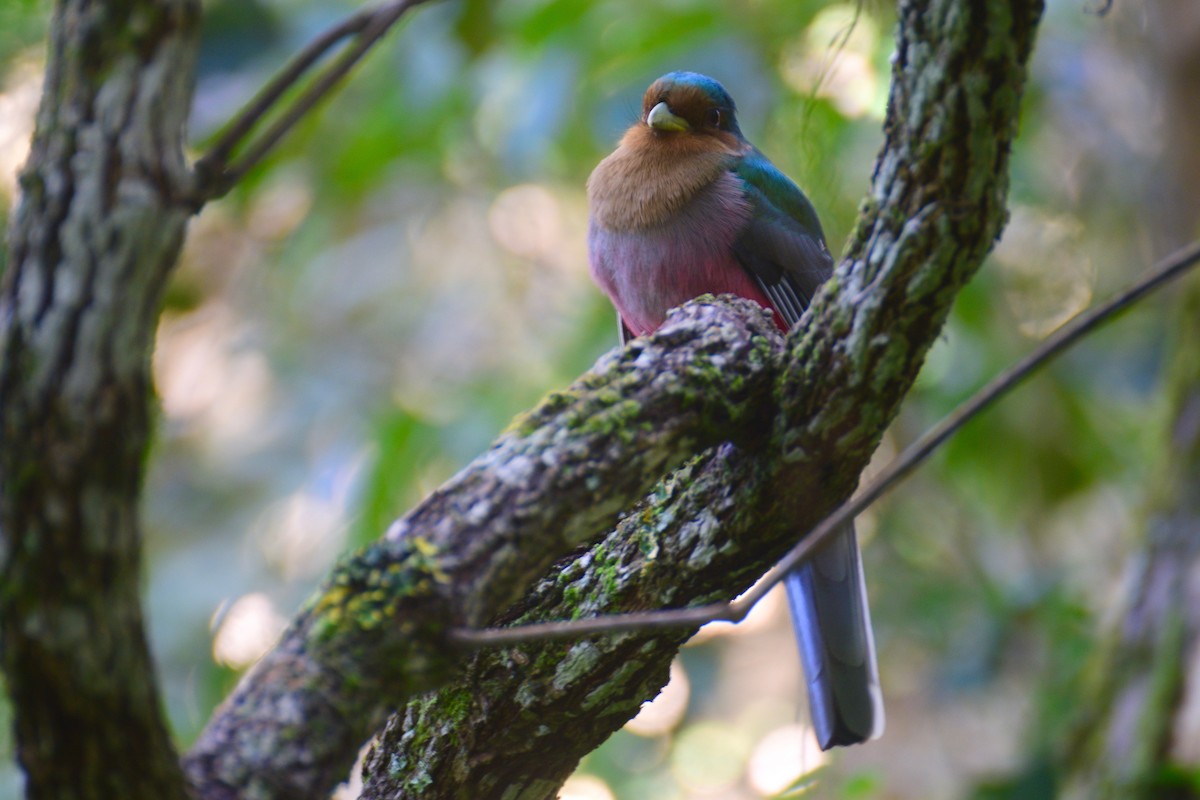 Narina Trogon - Ben  Lucking