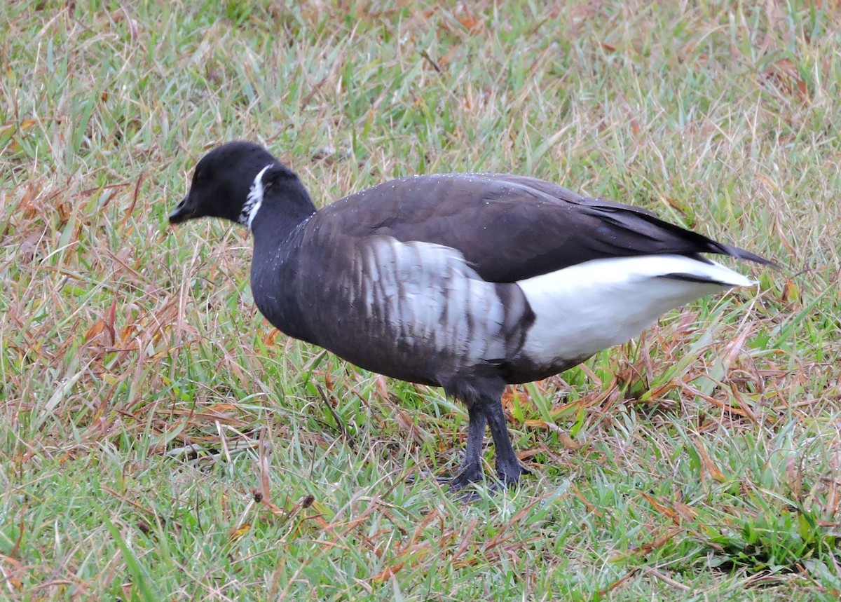 Oca colombaccio - ML191427201