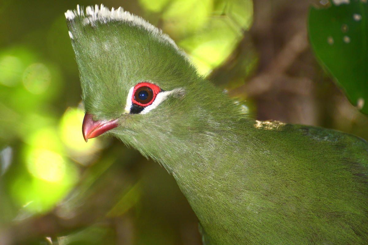 Knysna Turaco - ML191427281