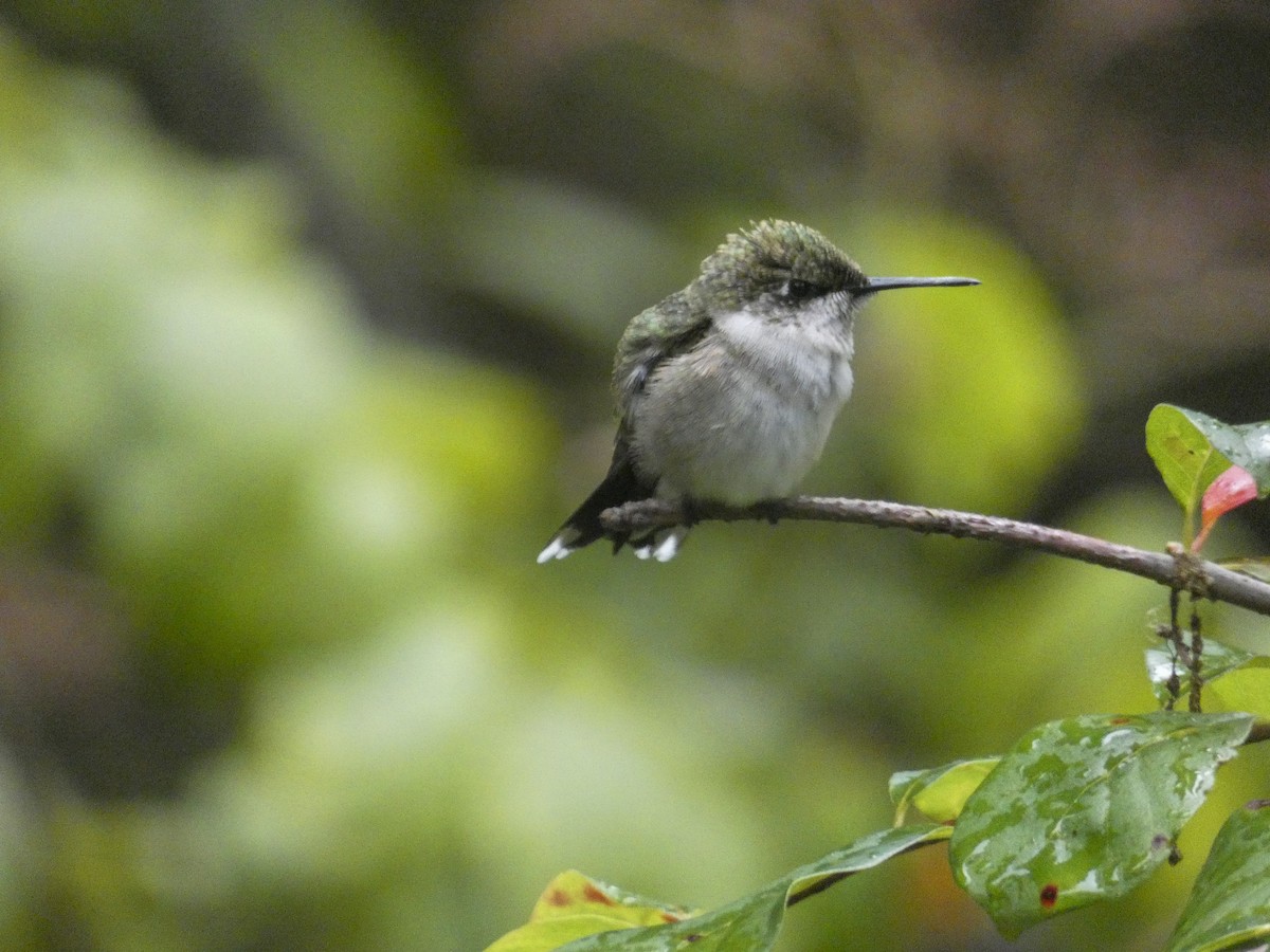 Ruby-throated Hummingbird - ML191427441