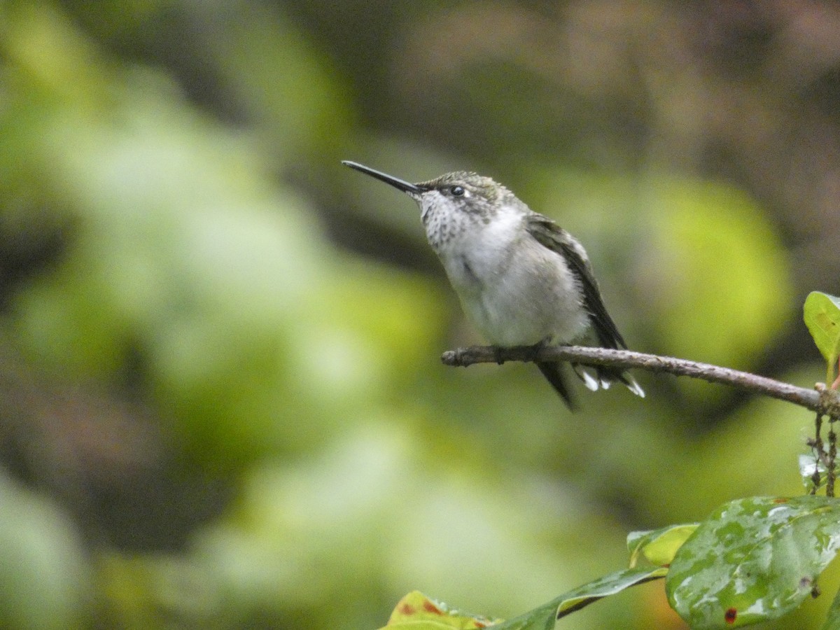 Ruby-throated Hummingbird - ML191427451