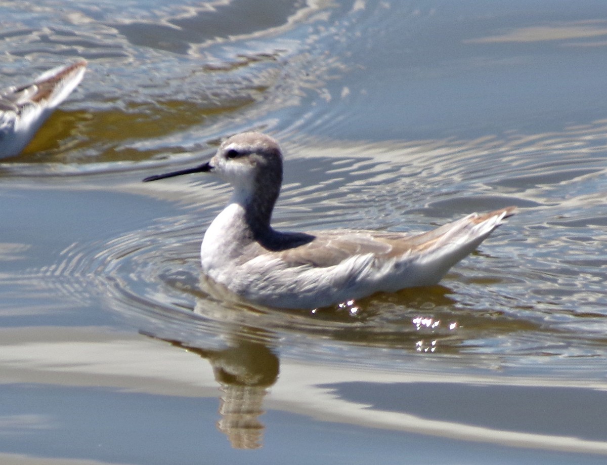 Falaropo Tricolor - ML191427621