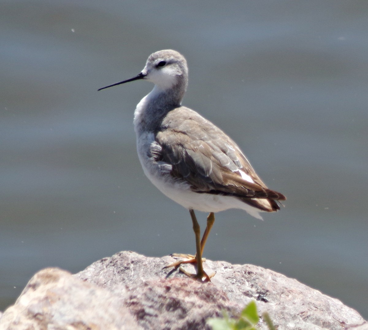 Falaropo Tricolor - ML191427961