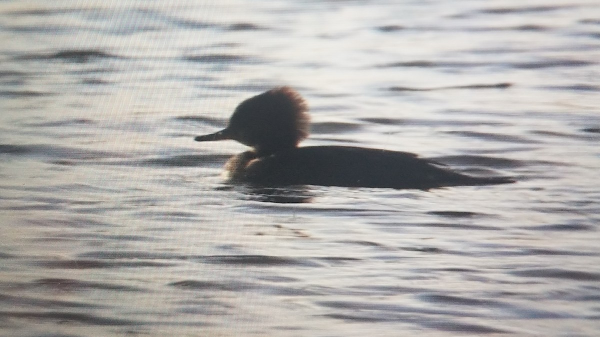 Hooded Merganser - ML191428621