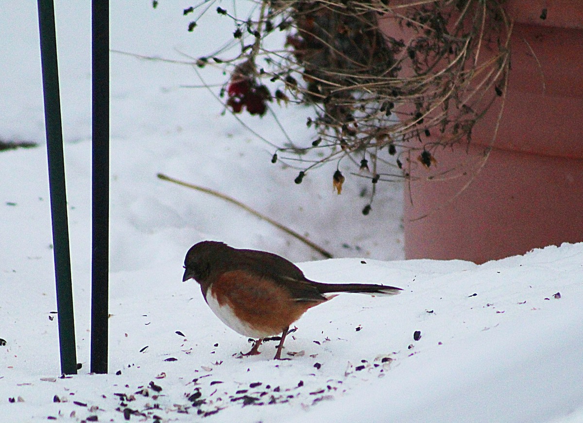 Eastern Towhee - ML191428801