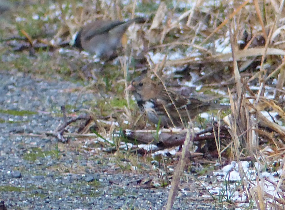 Harris's Sparrow - Gus van Vliet