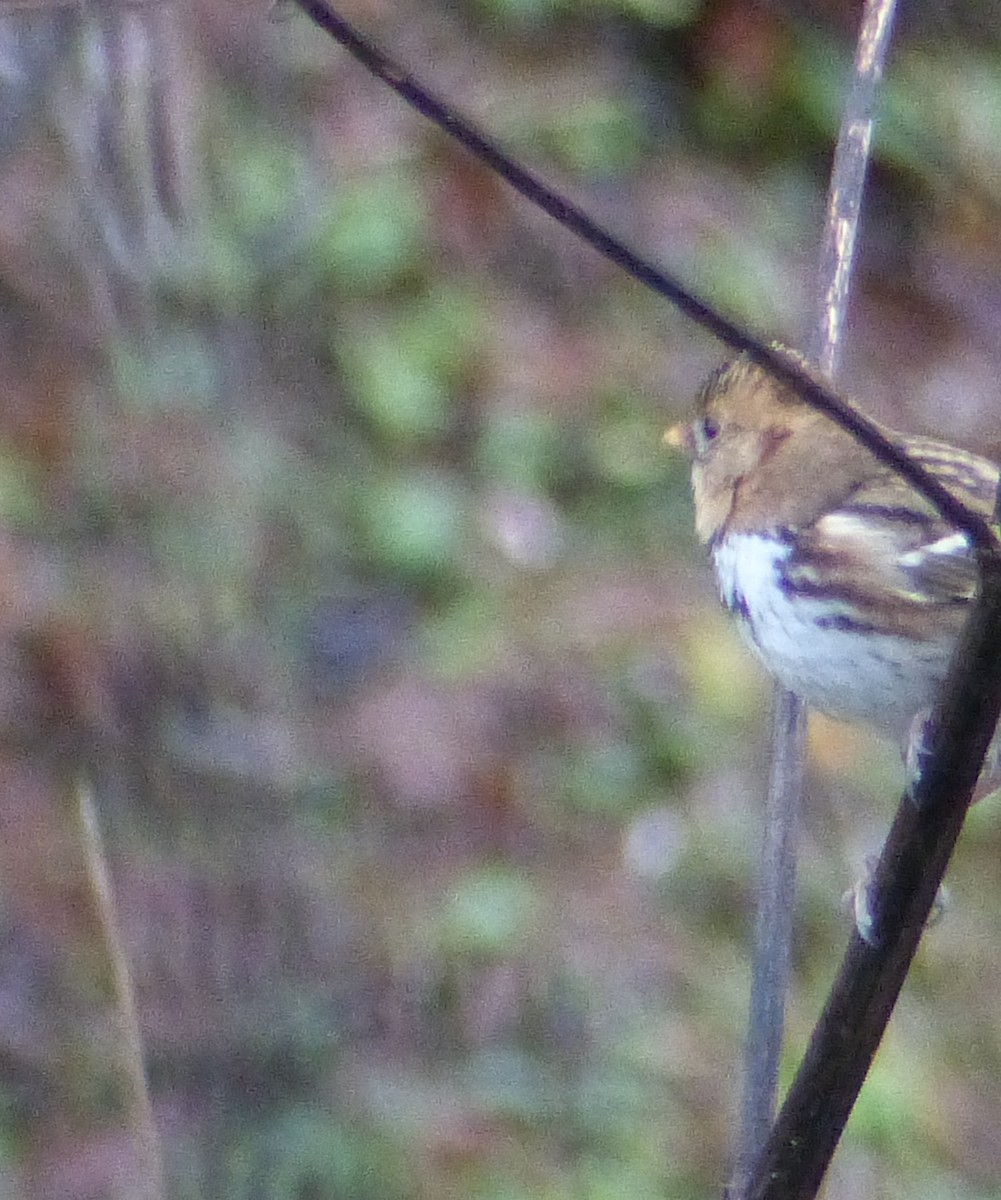 Harris's Sparrow - ML191428911