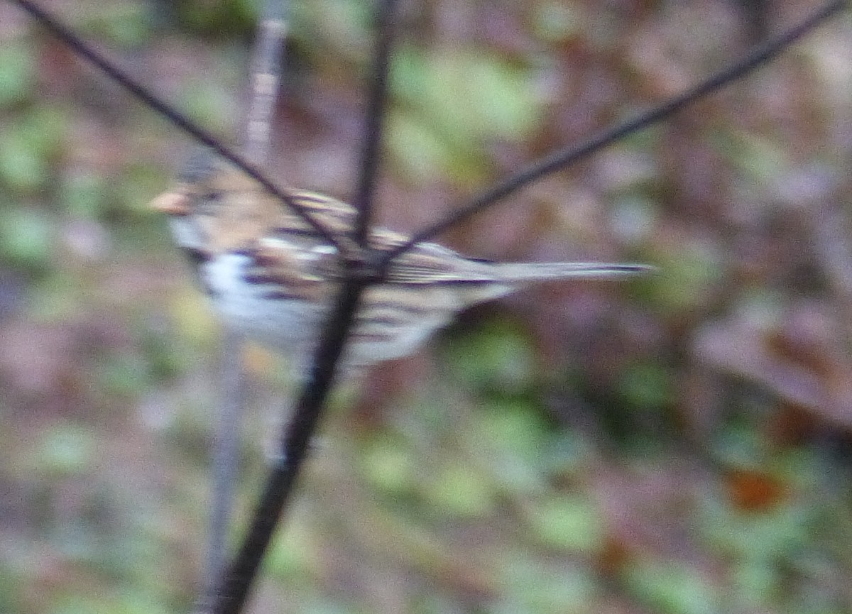 Harris's Sparrow - ML191428961