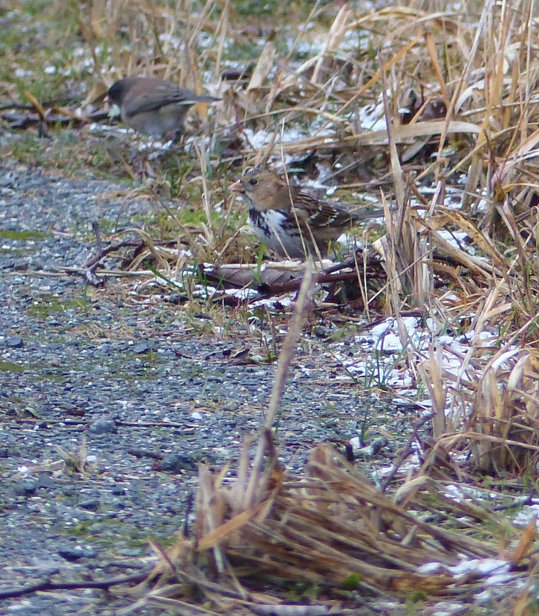 Harris's Sparrow - ML191428971