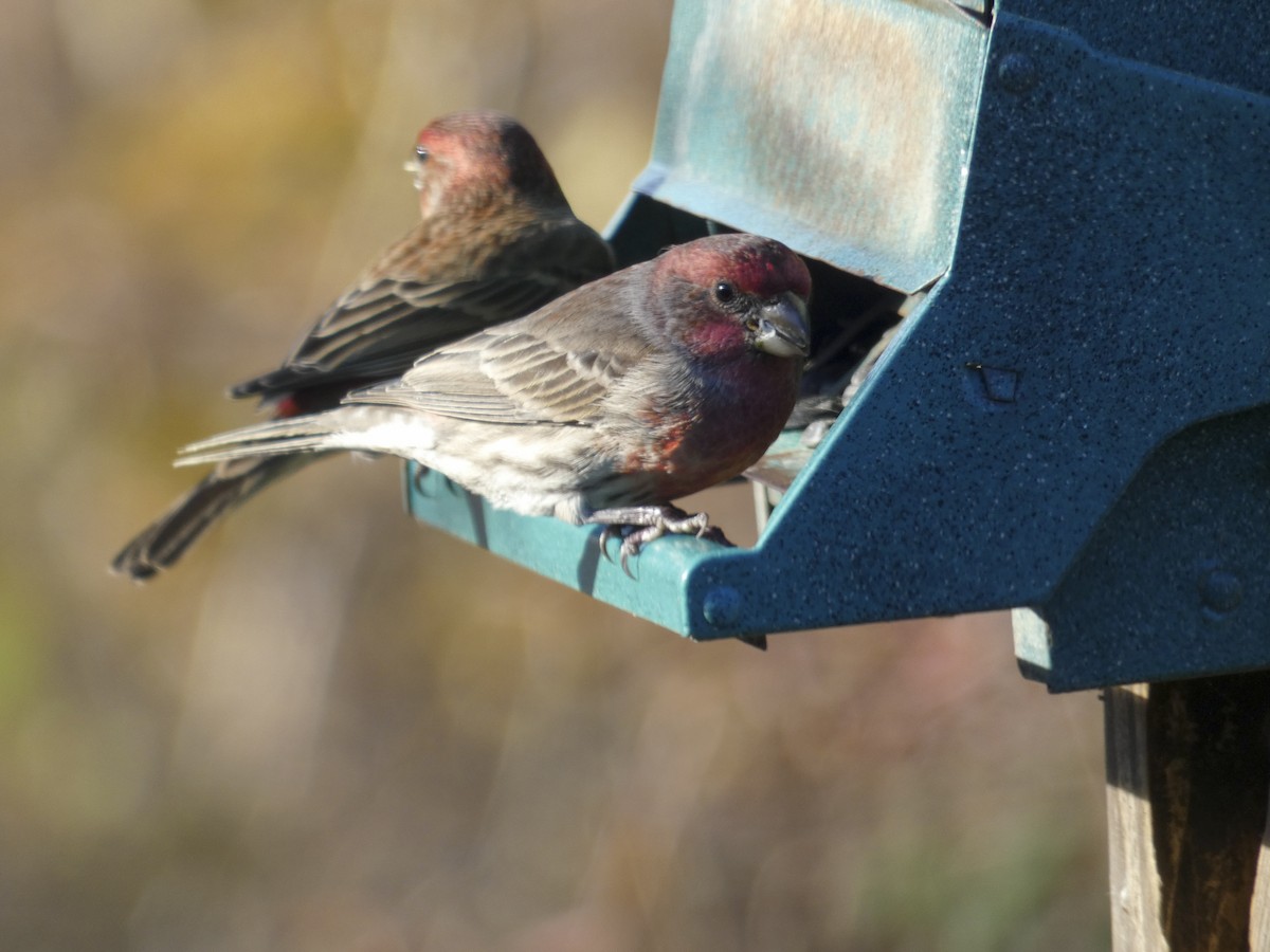 メキシコマシコ - ML191429011