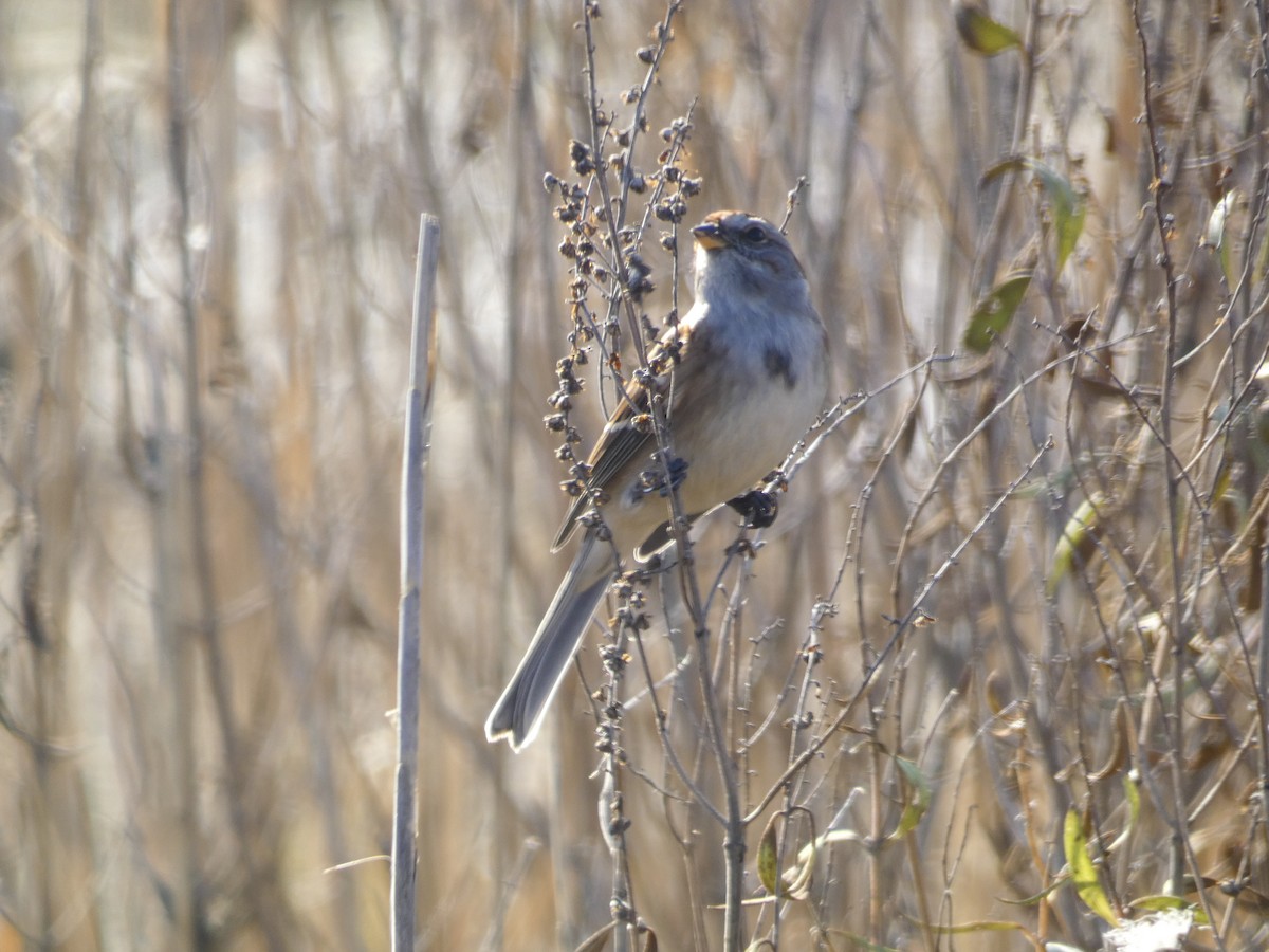 American Tree Sparrow - ML191429101