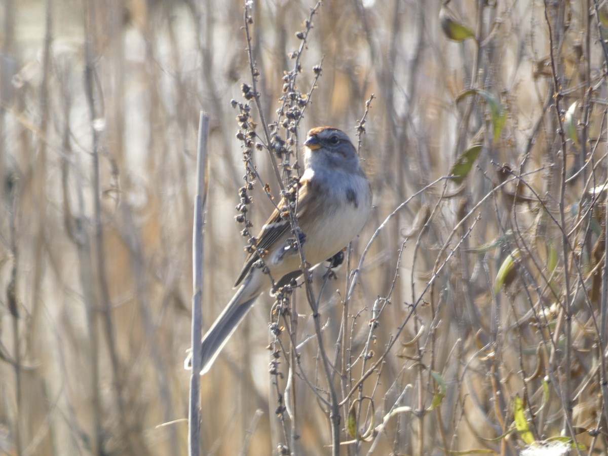 American Tree Sparrow - ML191429111