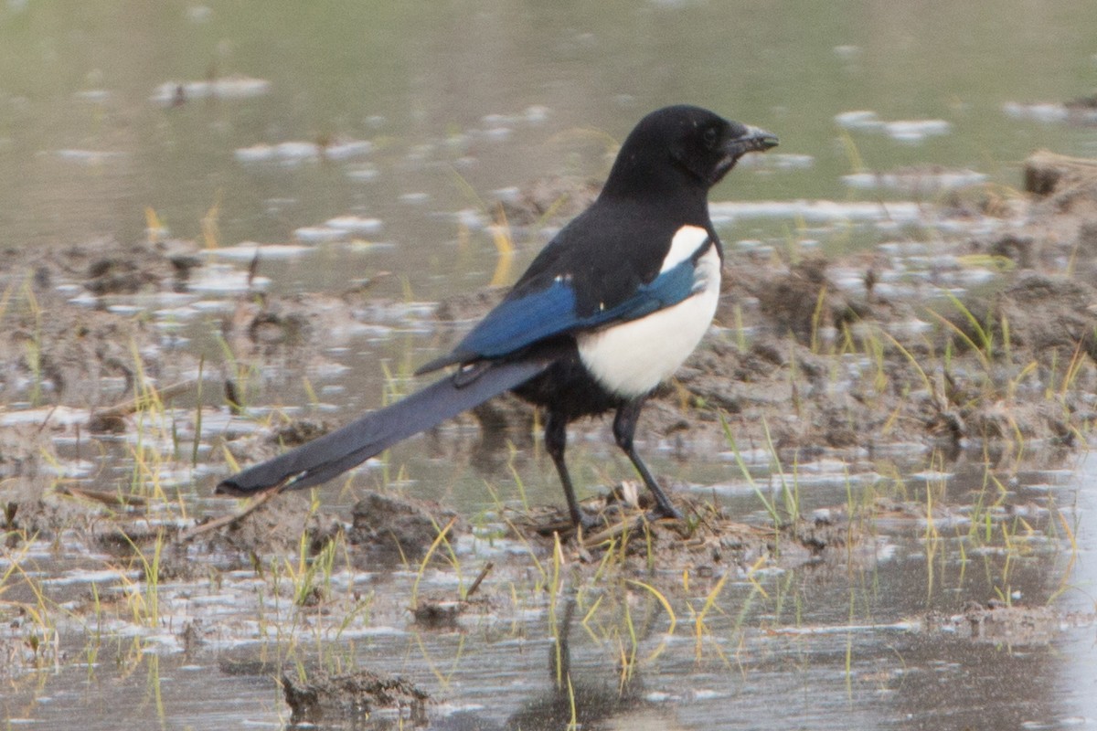 Eurasian Magpie - ML191431051