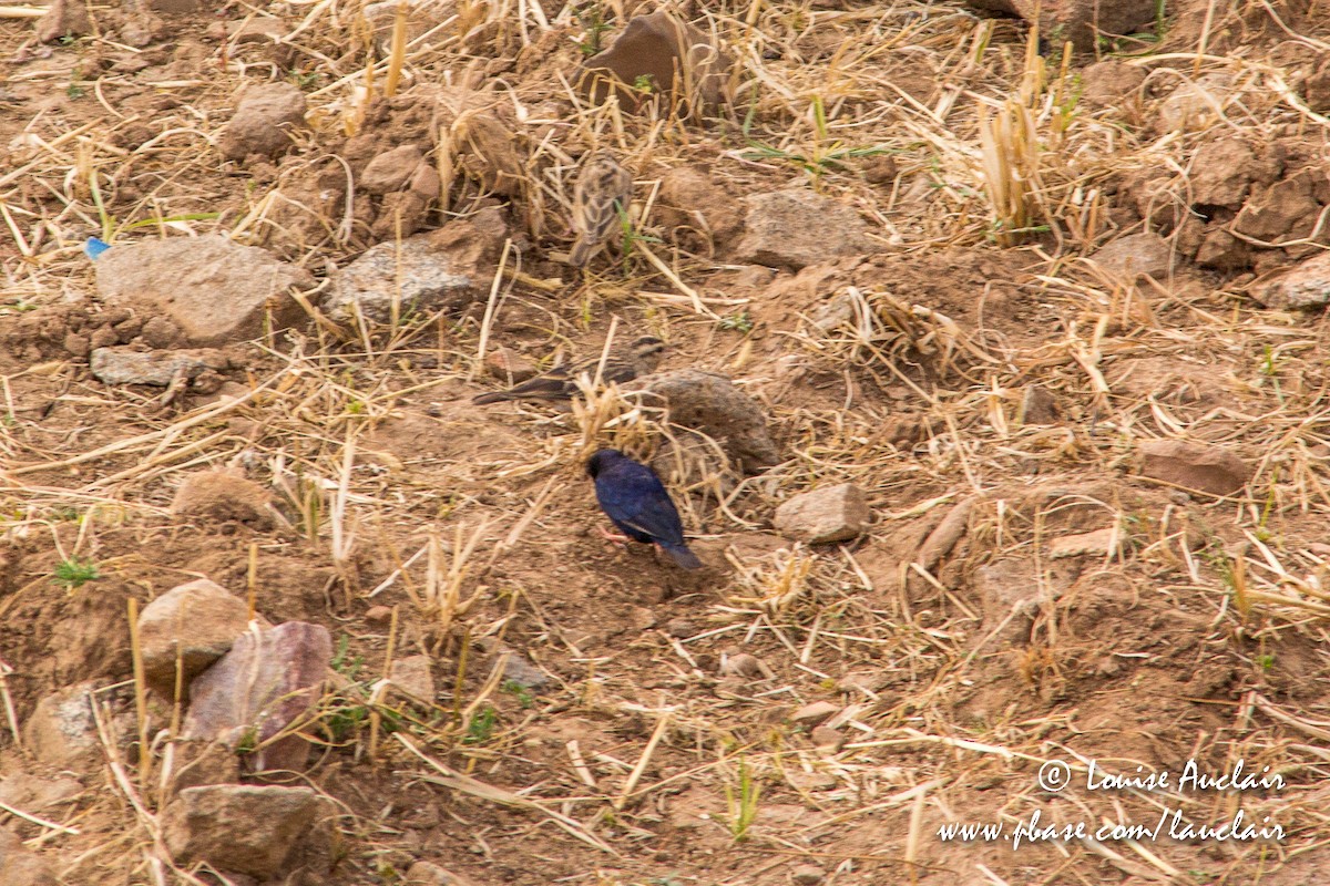 Streaky Seedeater - ML191431141