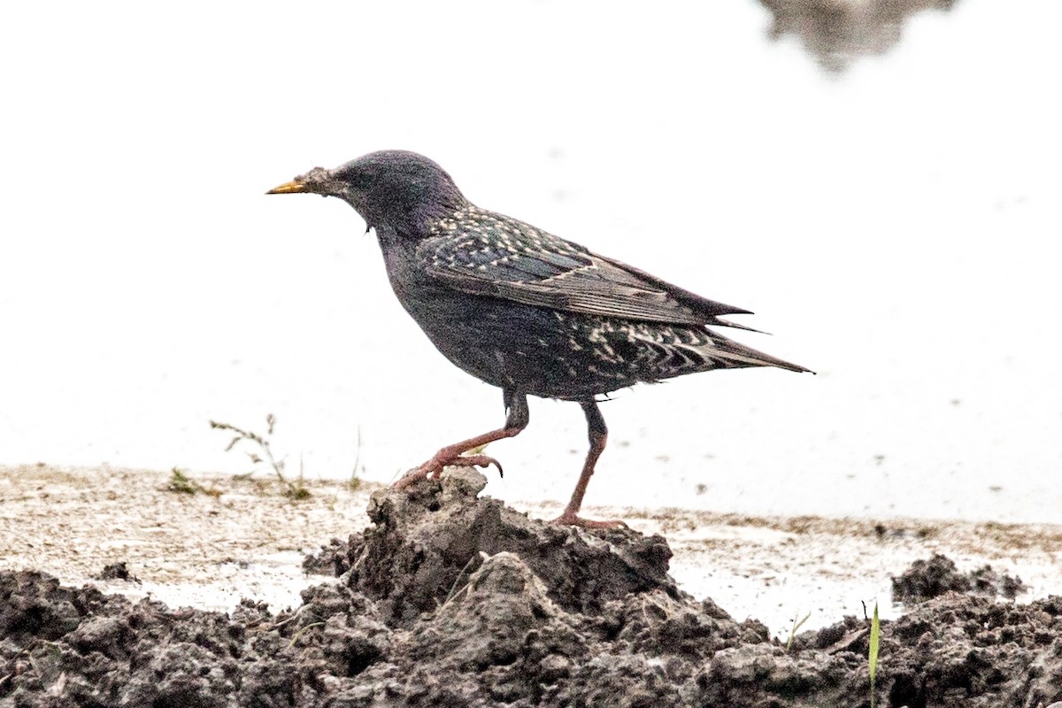 European Starling - ML191431171