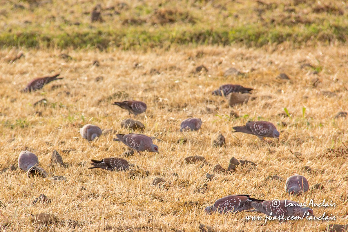 Speckled Pigeon - ML191431491