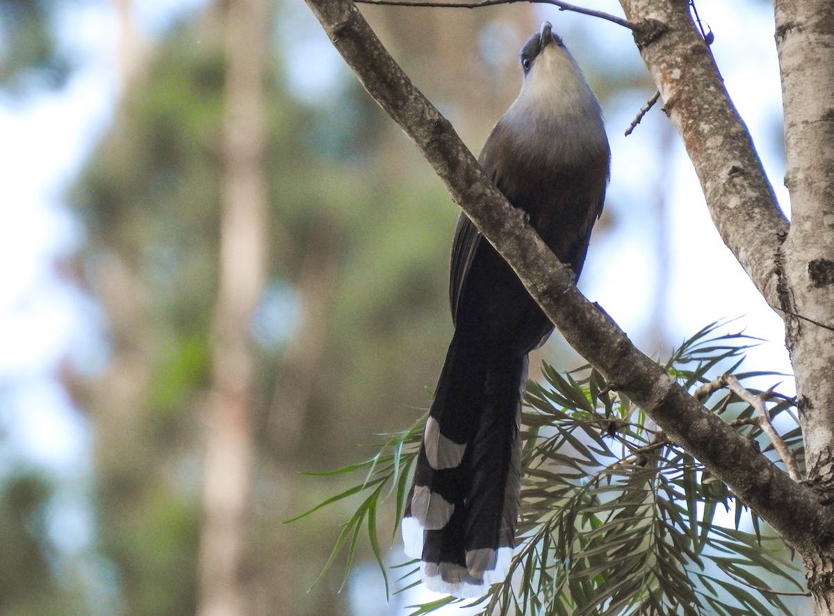 Chestnut-bellied Cuckoo - ML191432921