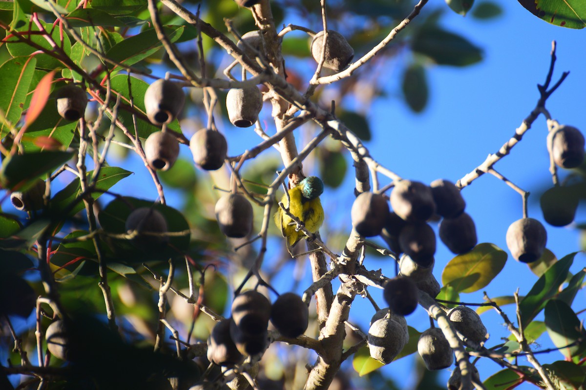 Collared Sunbird - ML191435051