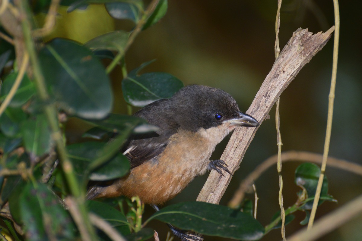 Southern Boubou - ML191435231