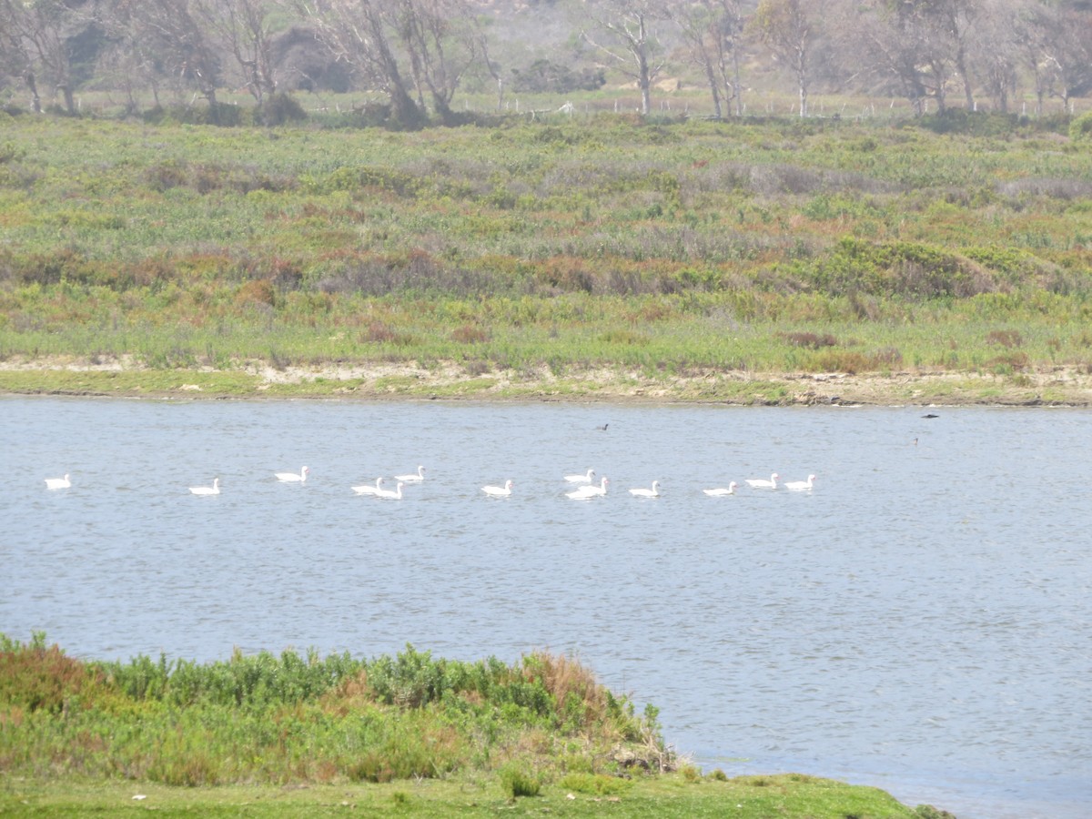 Coscoroba Swan - Nelson Contardo