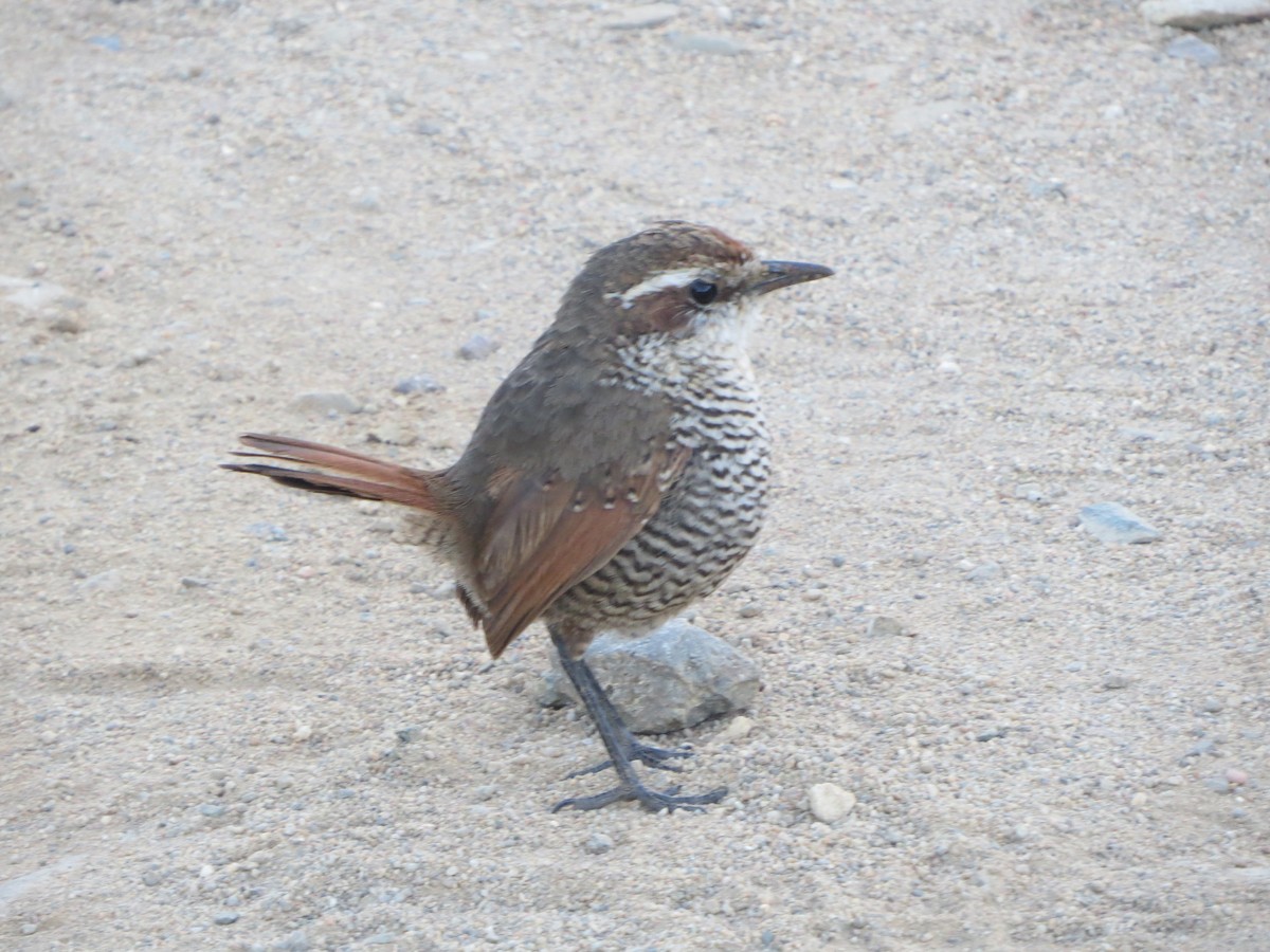 White-throated Tapaculo - ML191436091