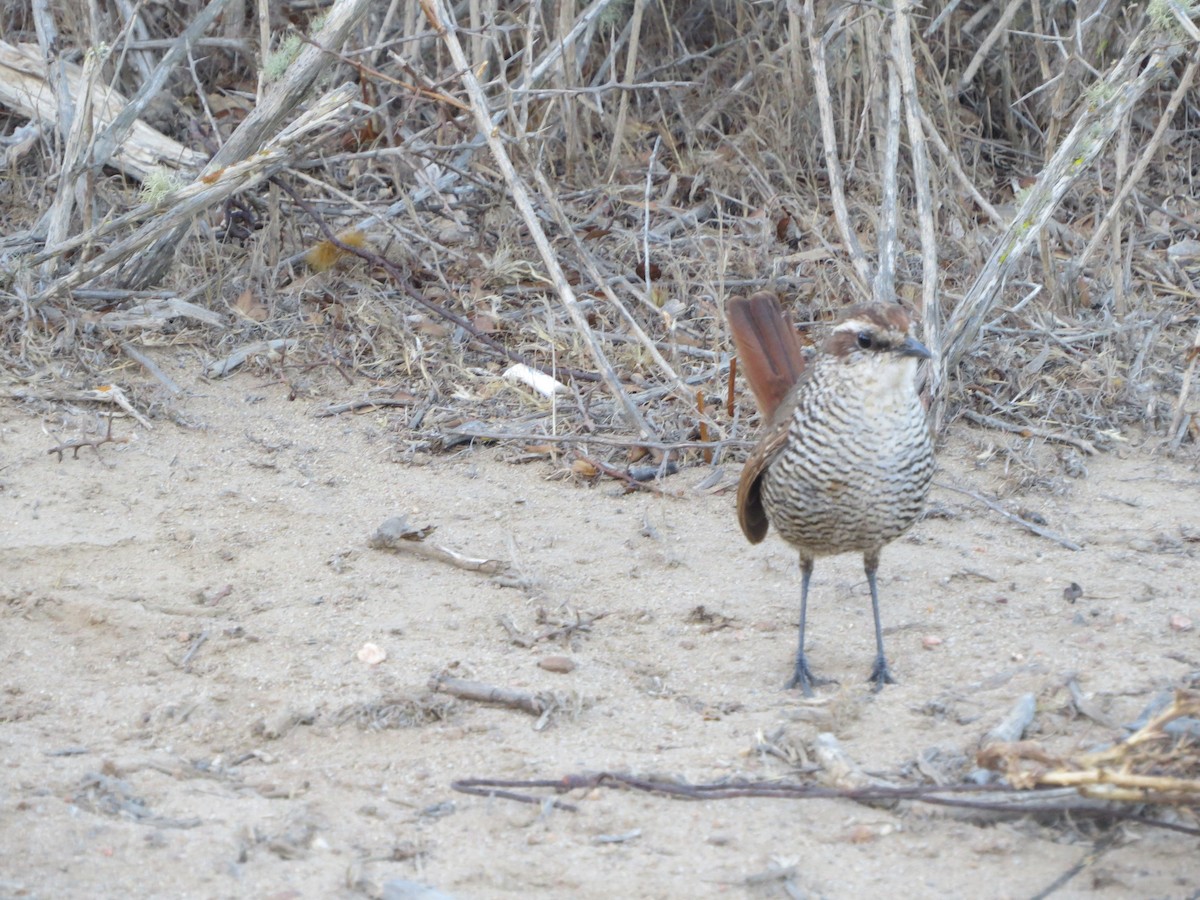 White-throated Tapaculo - ML191436101