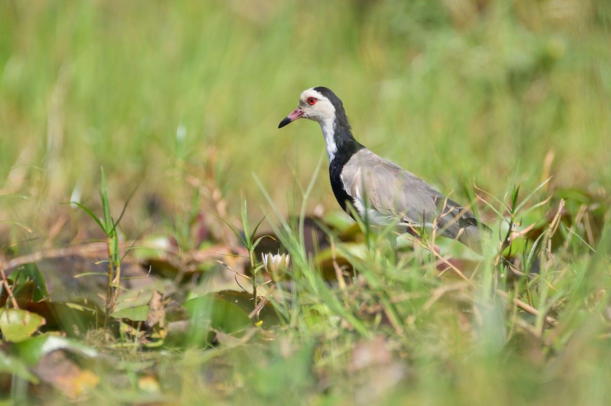 Long-toed Lapwing - Stephen Davies