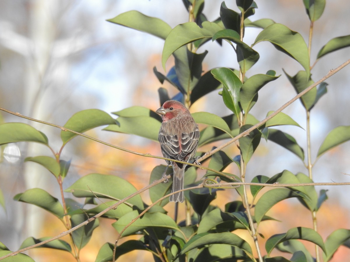 House Finch - ML191438361