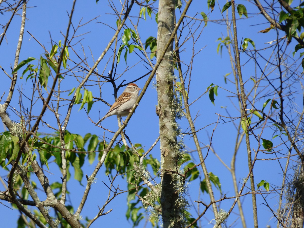 Chipping Sparrow - ML191438411