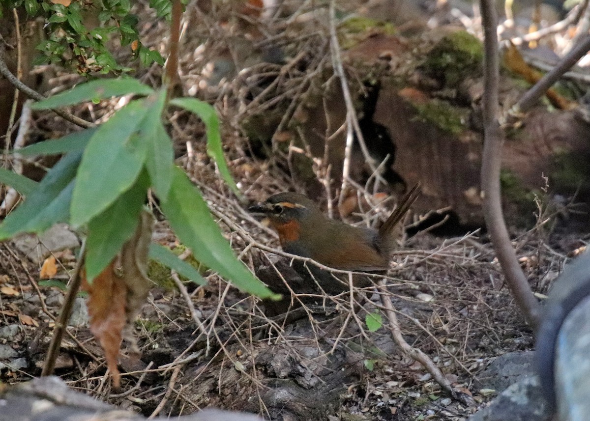 Chucao Tapaculo - ML191438631