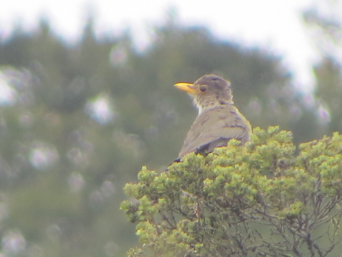 Austral Thrush - Nelson  Contardo