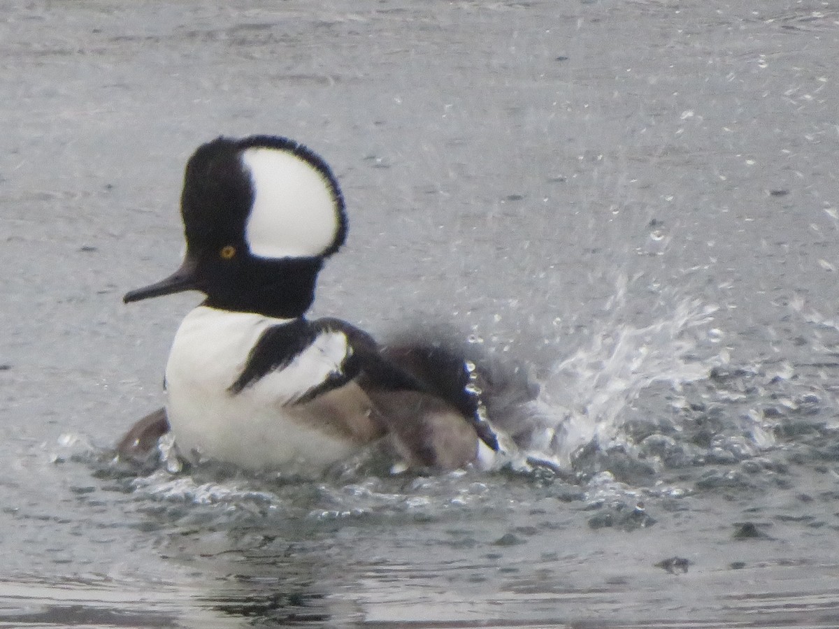 Hooded Merganser - ML191440111