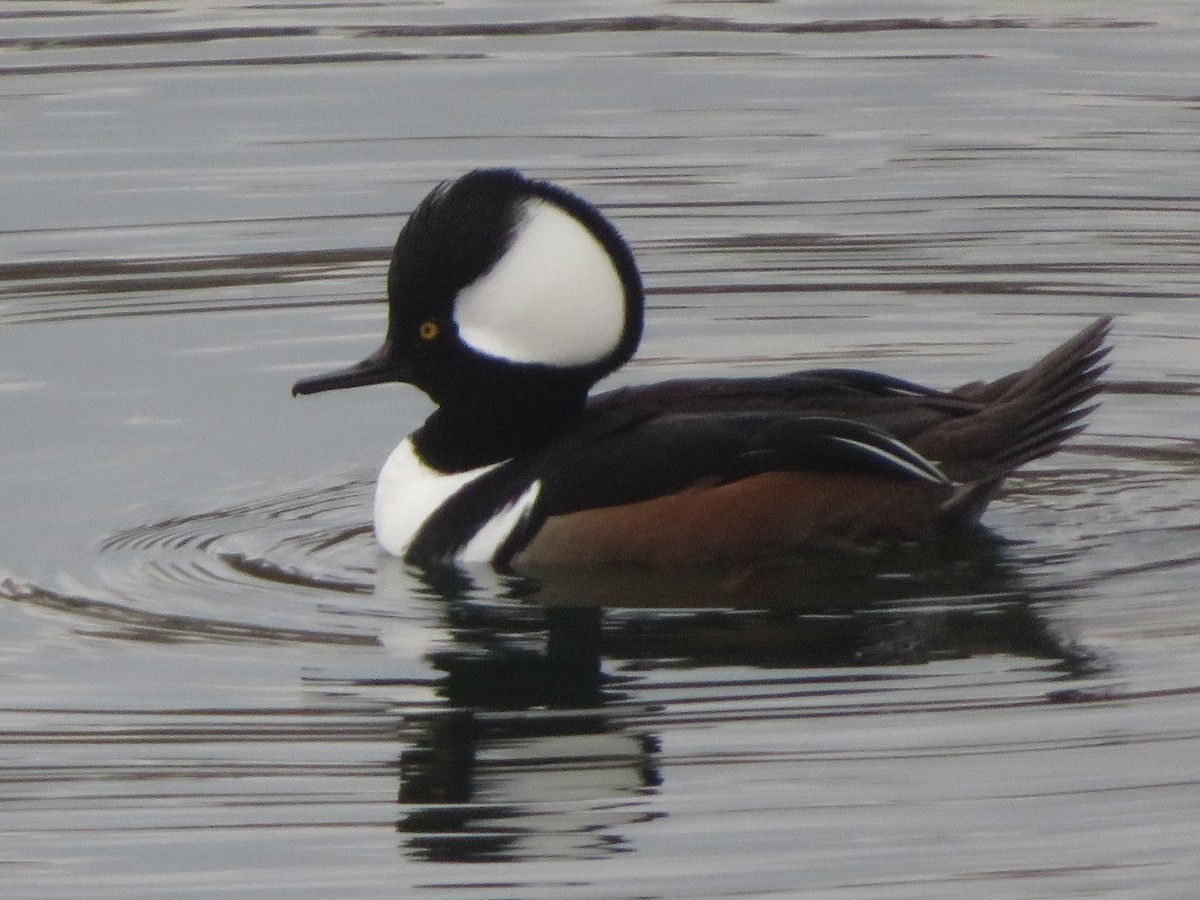 Hooded Merganser - ML191440131