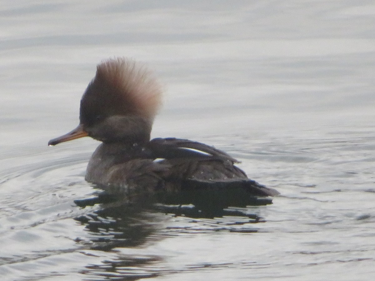 Hooded Merganser - ML191440141