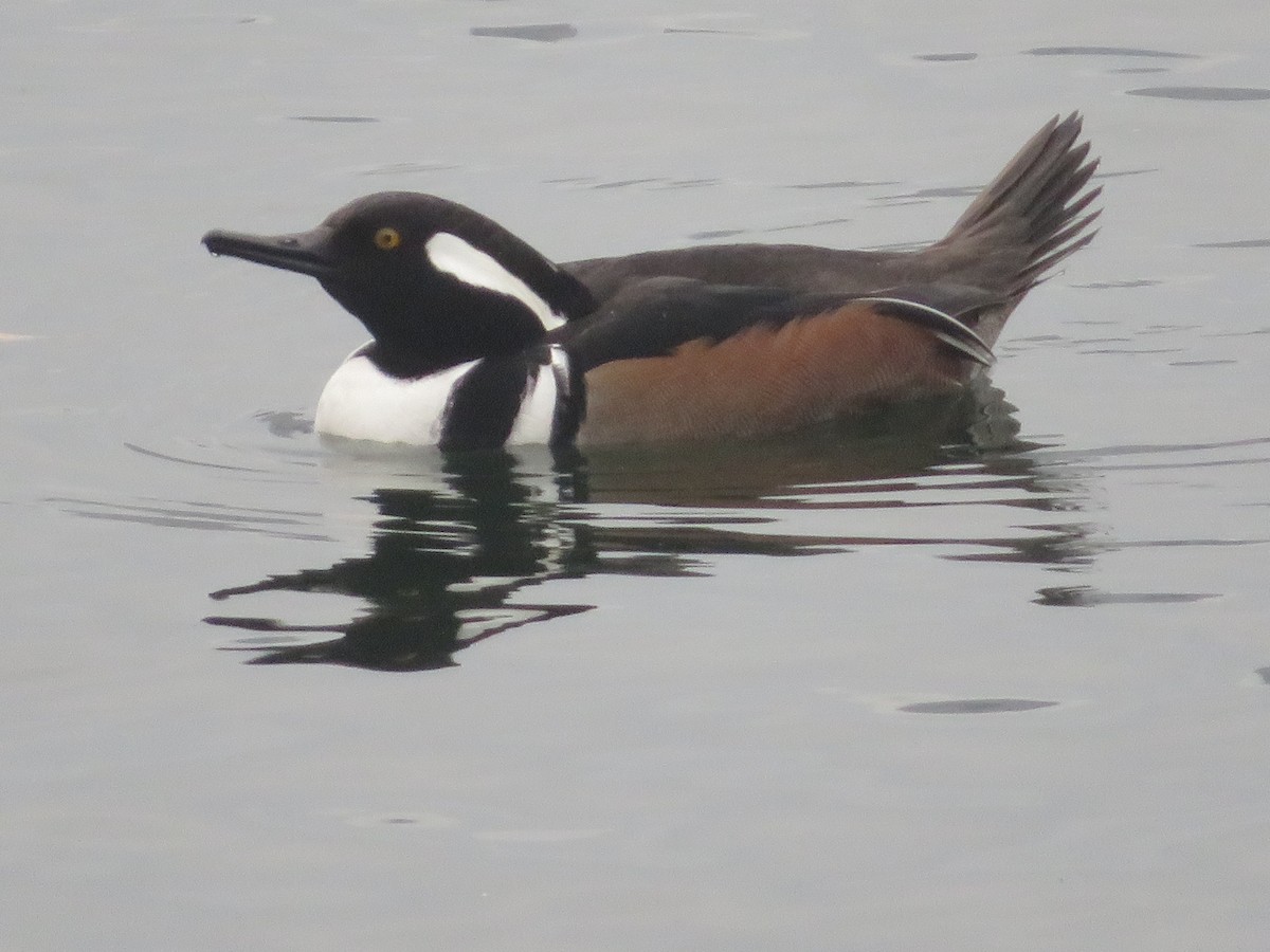 Hooded Merganser - ML191440151