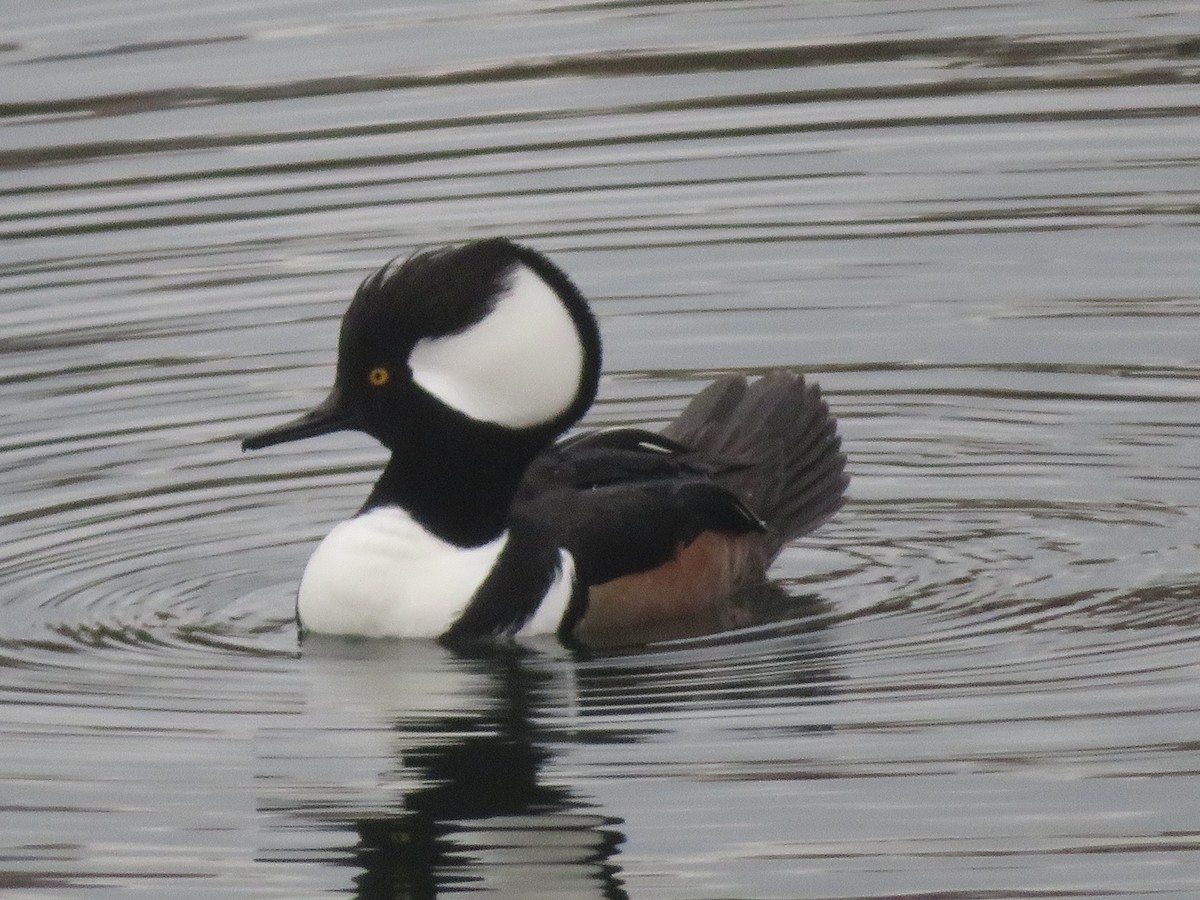 Hooded Merganser - ML191440161