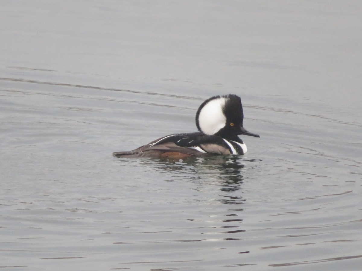 Hooded Merganser - ML191440171