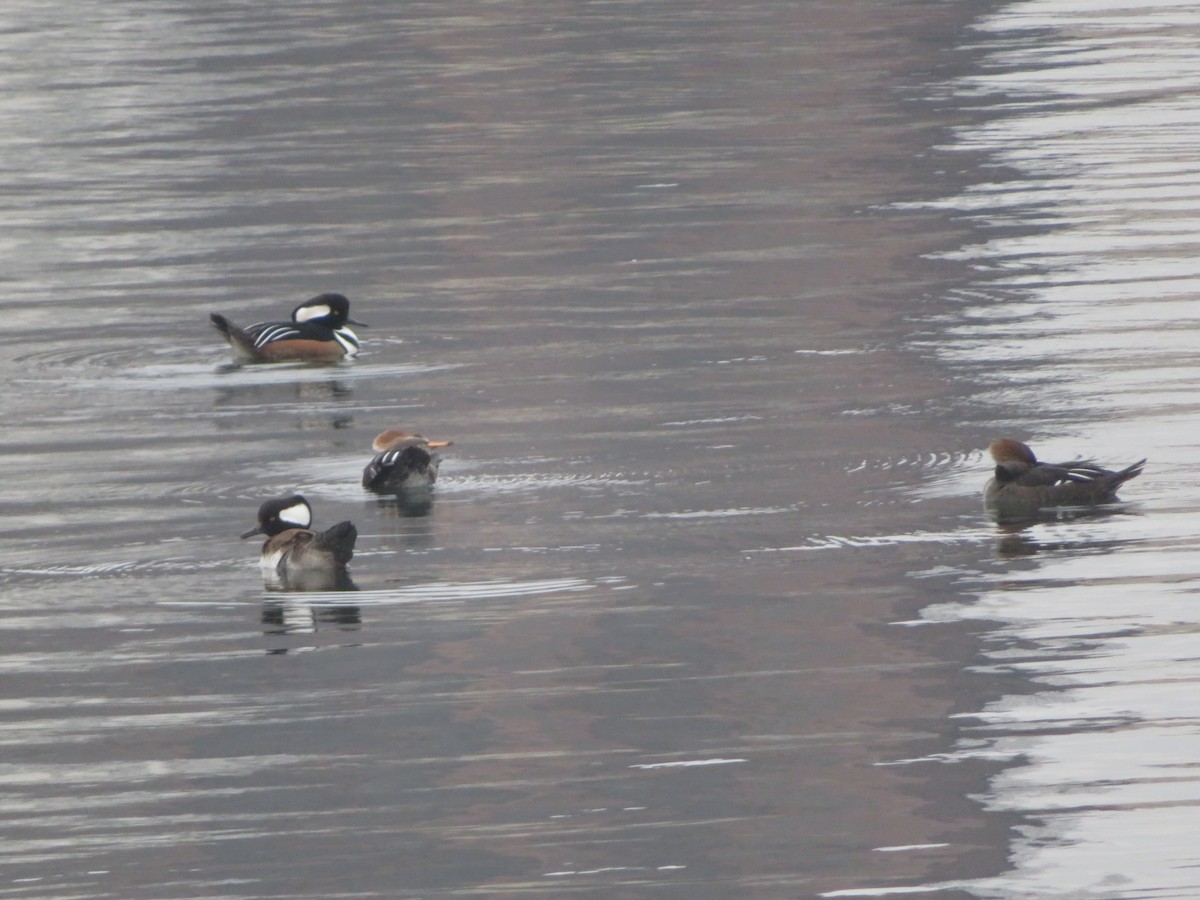 Hooded Merganser - ML191440181