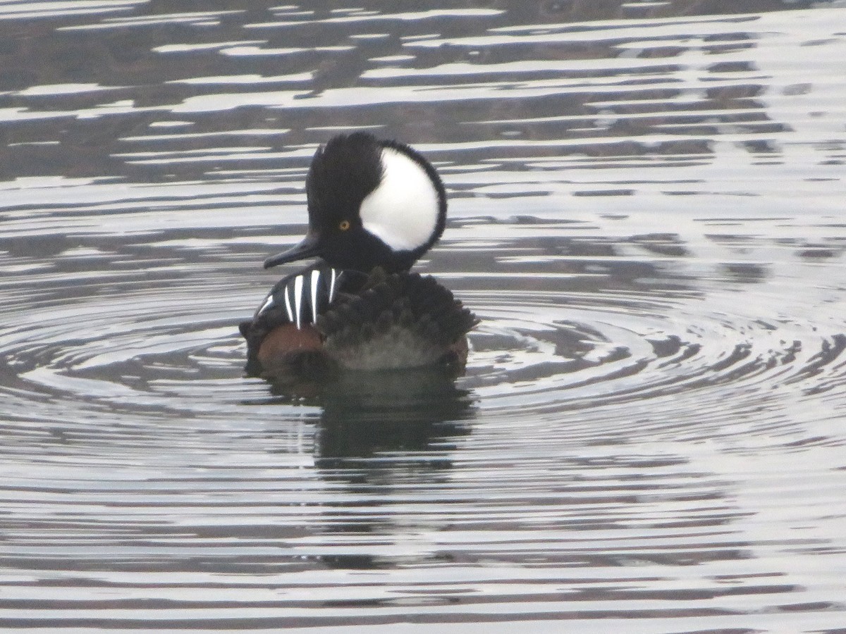 Hooded Merganser - ML191440201