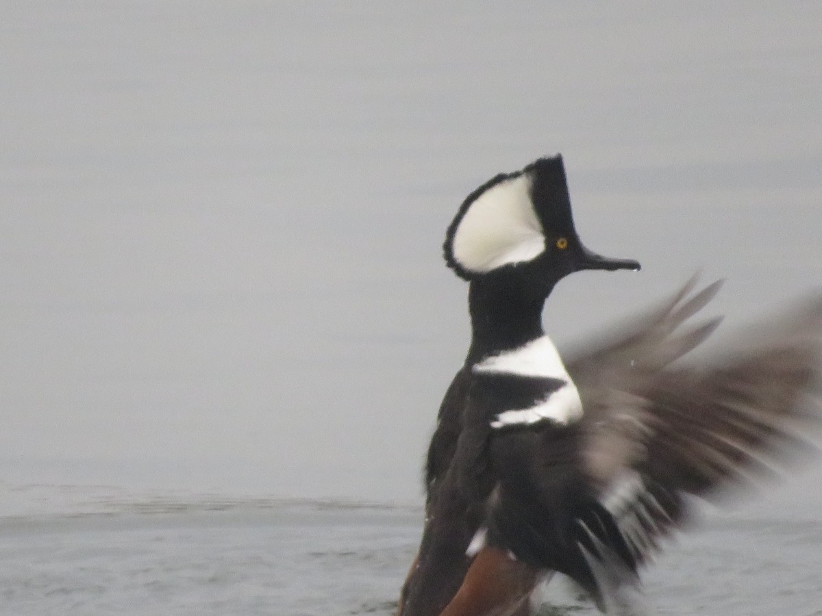 Hooded Merganser - ML191440211