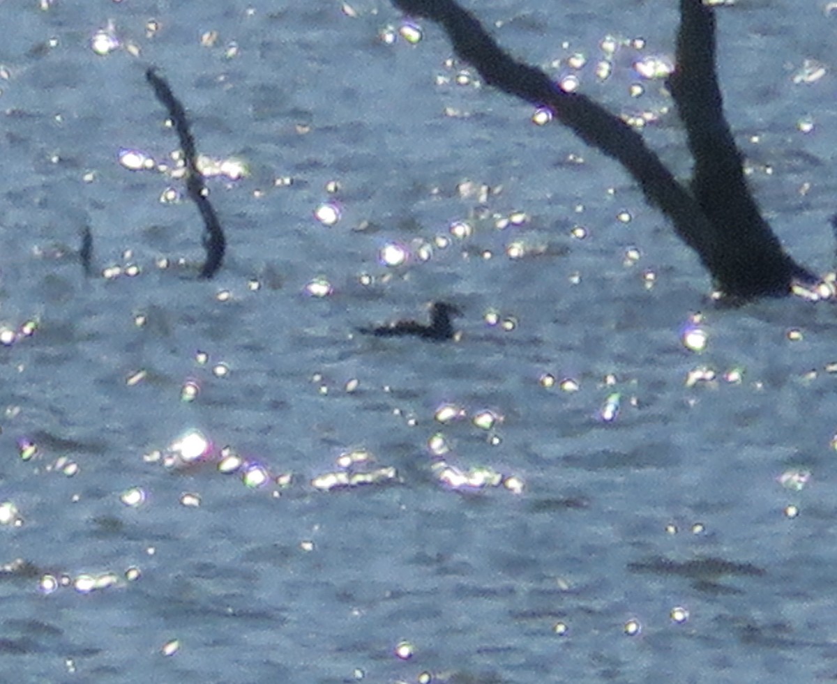 Heermann's Gull - ML191441691