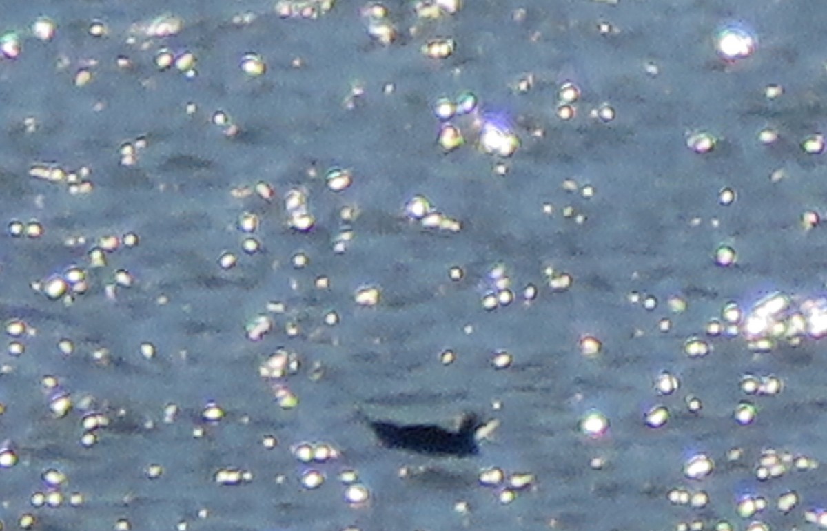 Heermann's Gull - ML191441901