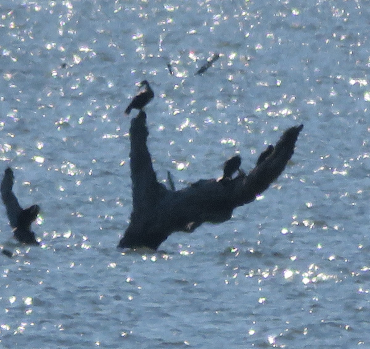 Double-crested Cormorant - ML191442781