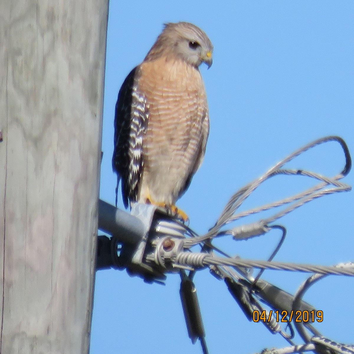 Red-shouldered Hawk - ML191442931