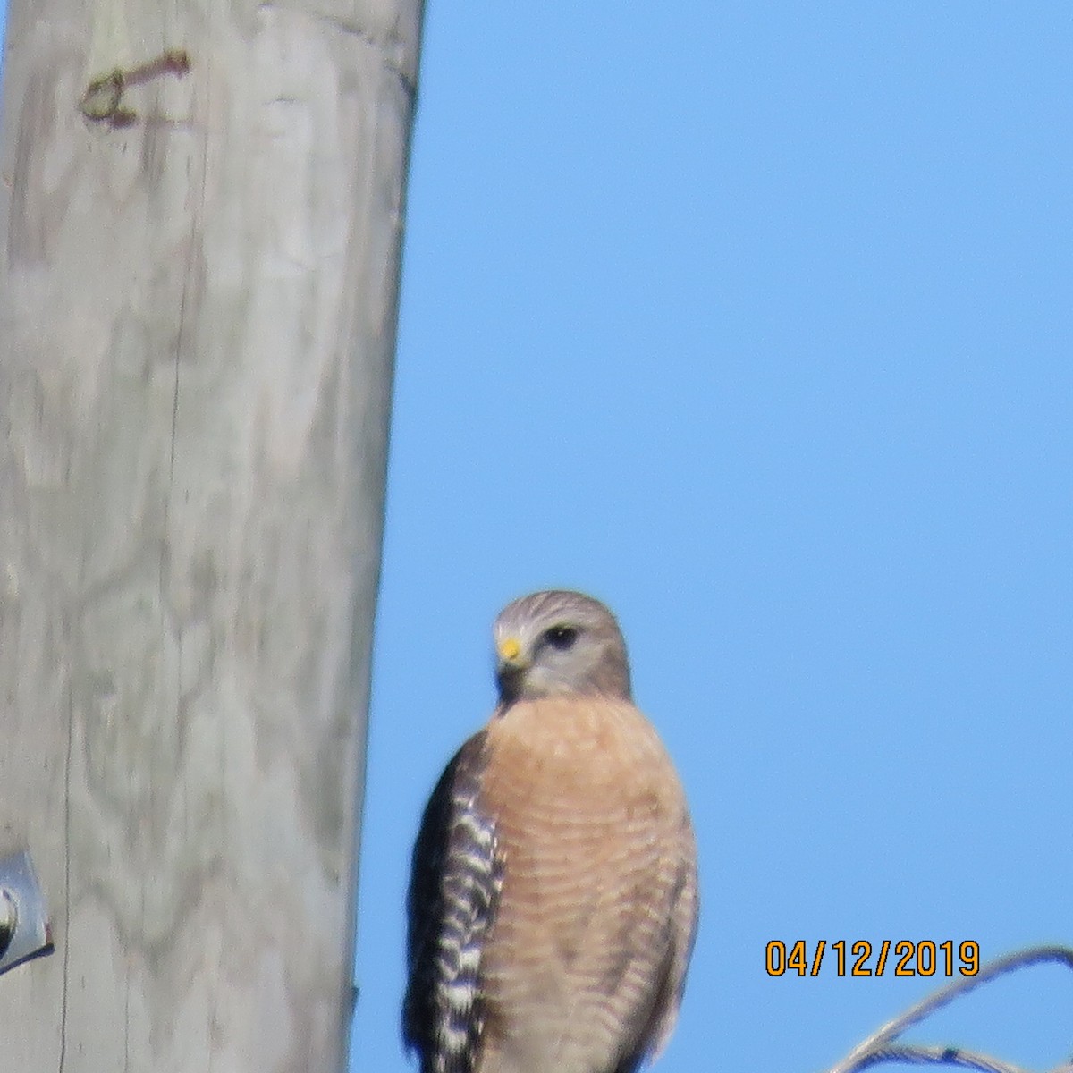 Red-shouldered Hawk - ML191443041