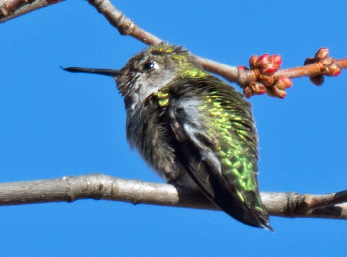Anna's Hummingbird - Jack and Shirley Foreman