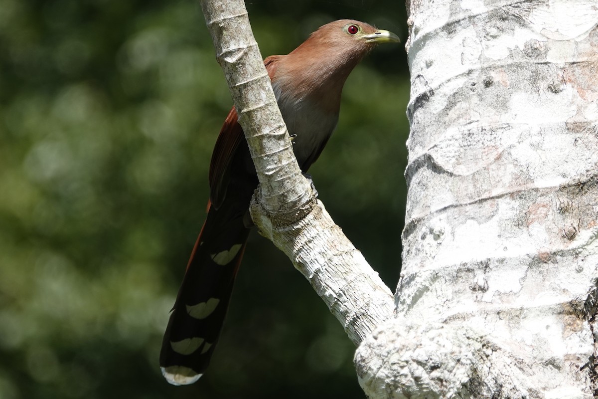 Squirrel Cuckoo - ML191444511