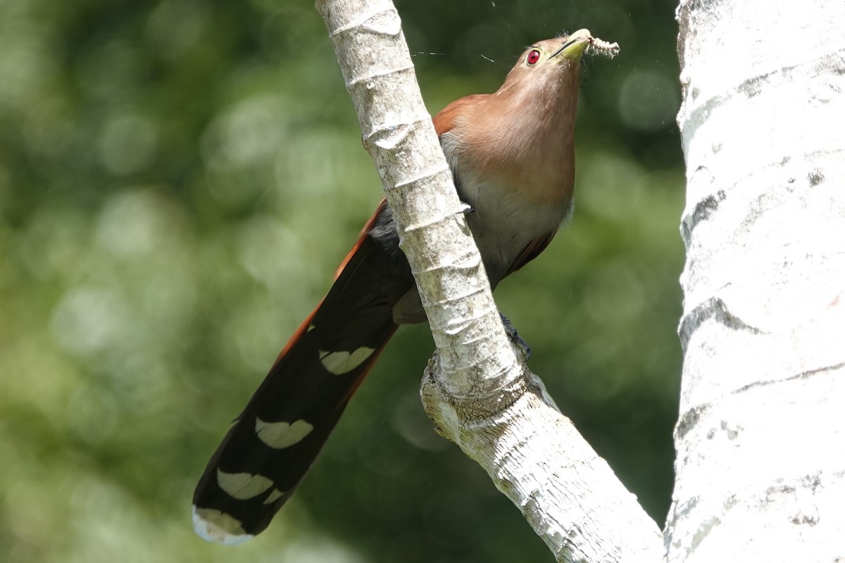 Squirrel Cuckoo - ML191444551